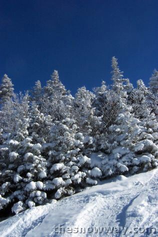 Snowy Trees Below a Deep Blue Sky