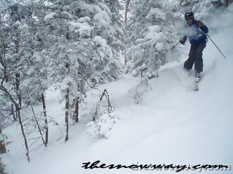 Austin Finds Great Pow in the Trees