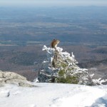 Chipmunk on Jay Peak's Summit