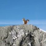 Chipmunk on Jay Peak's Summit
