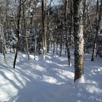 Powder in the Trees at Cannon