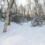 Tree Skiing at Jay