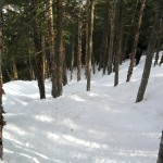 Whiteface Trees