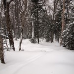 Untracked Woods at 2:00 P.M.